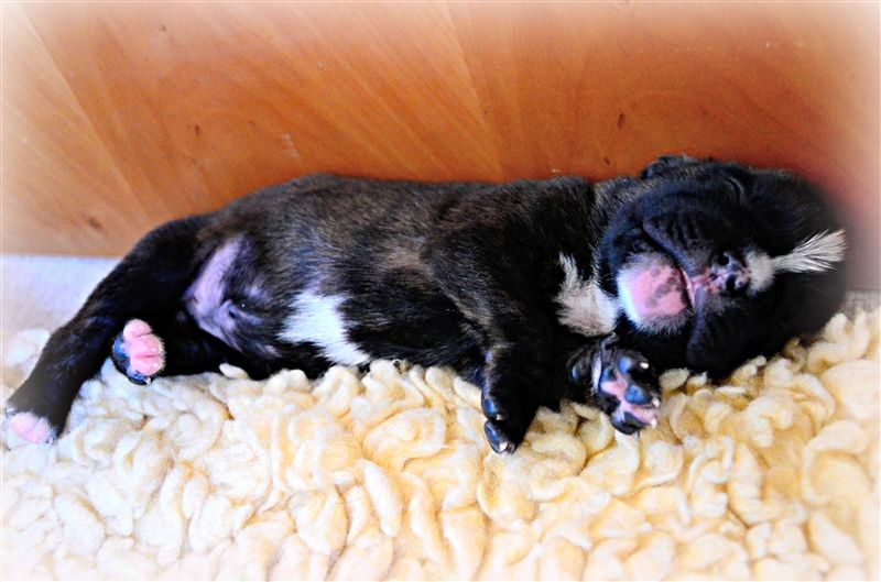 Frankie, 1 week